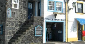Whale und Dolphine-Watching auf Pico